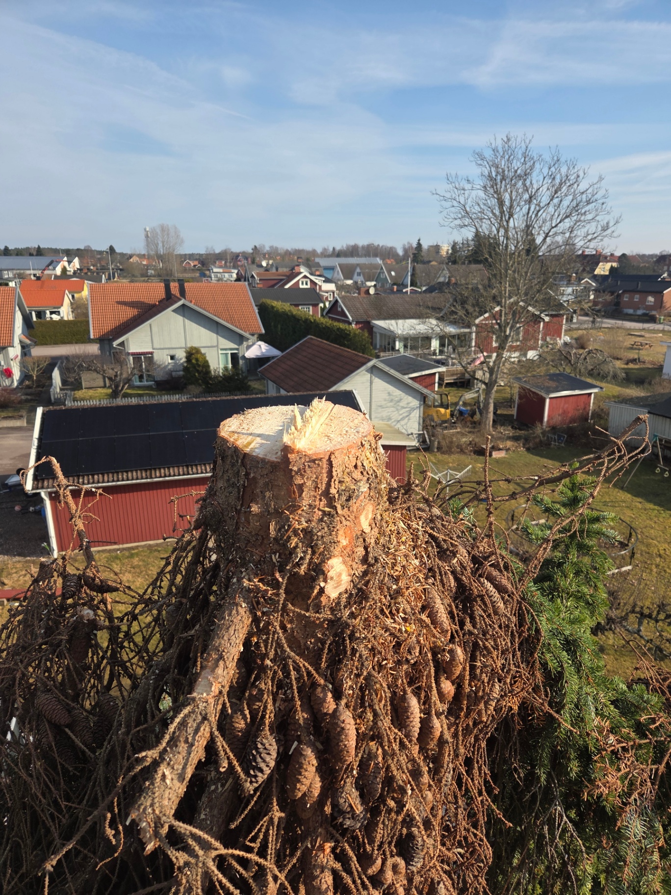 Professionell trädvård